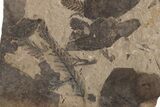 Fossil Leaf (Decodon?, Metasequoia) Plate - McAbee Fossil Beds #221194-2